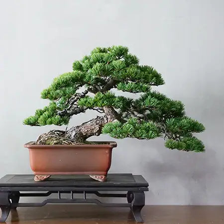 Bonsai Store