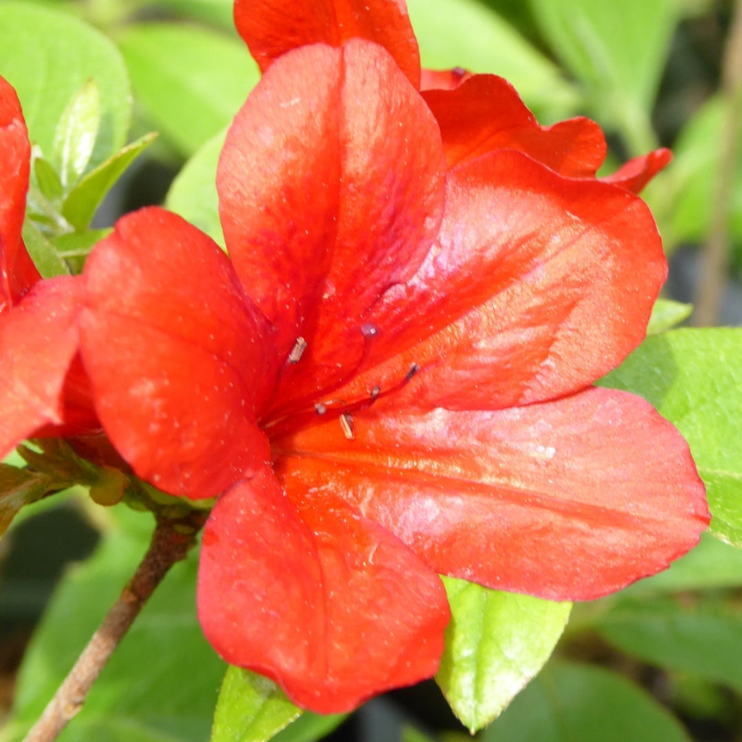 Midnight-Flare-Hybrid Azalea