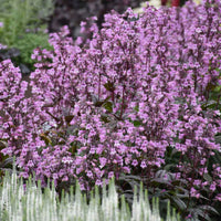Penstemon 'Midnight Masquerade' - [EG]