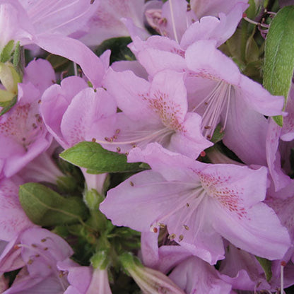 Hybrid Mildred Mae Azalea