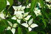 Dogwoods Trees