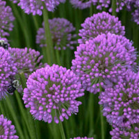 Allium 'Millenium' Ornamental Onion - [EG]