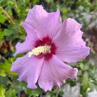 Minerva Rose of Sharon Althea Tree full of double lavender blooms – ornamental flowering shrub