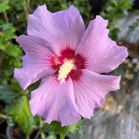 Lavender Minerva Hibiscus tree form Althea – beautiful summer blooming landscape tree