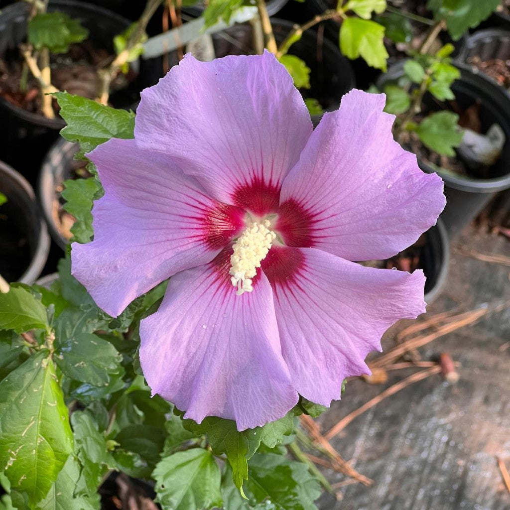 lavender hibiscus tree Minerva Rose of Sharon Shrub