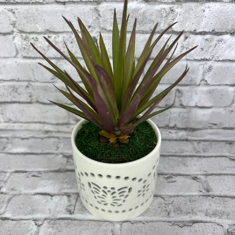 Gorgeous Succulents in Ceramic Pot