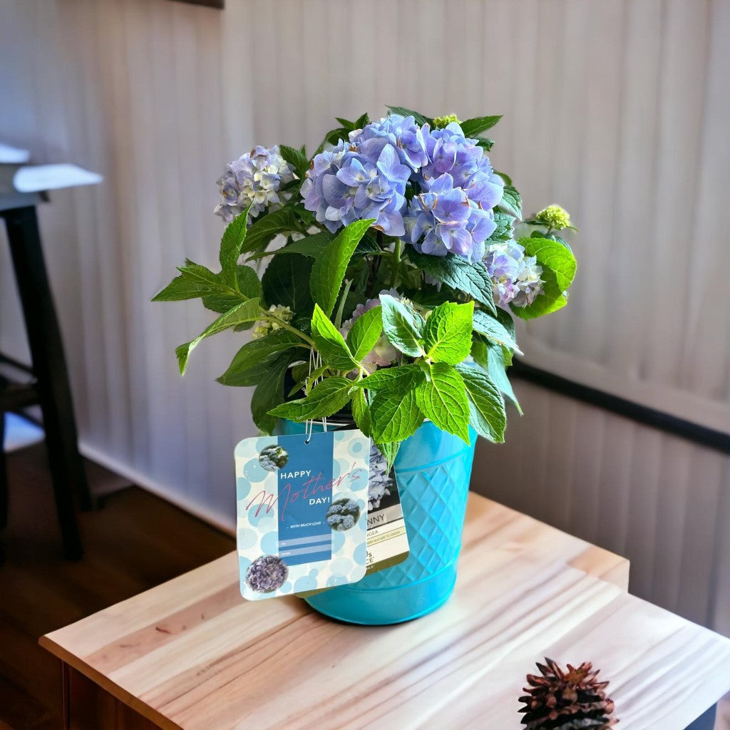 Mini Penny Hydrangea