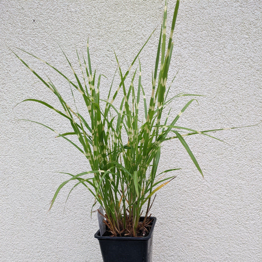 Zebra Grass