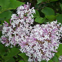 Miss Kim Lilac