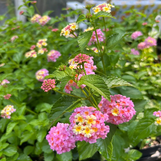 Lantana &