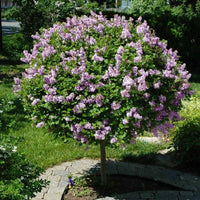 Miss Kim Lilac
