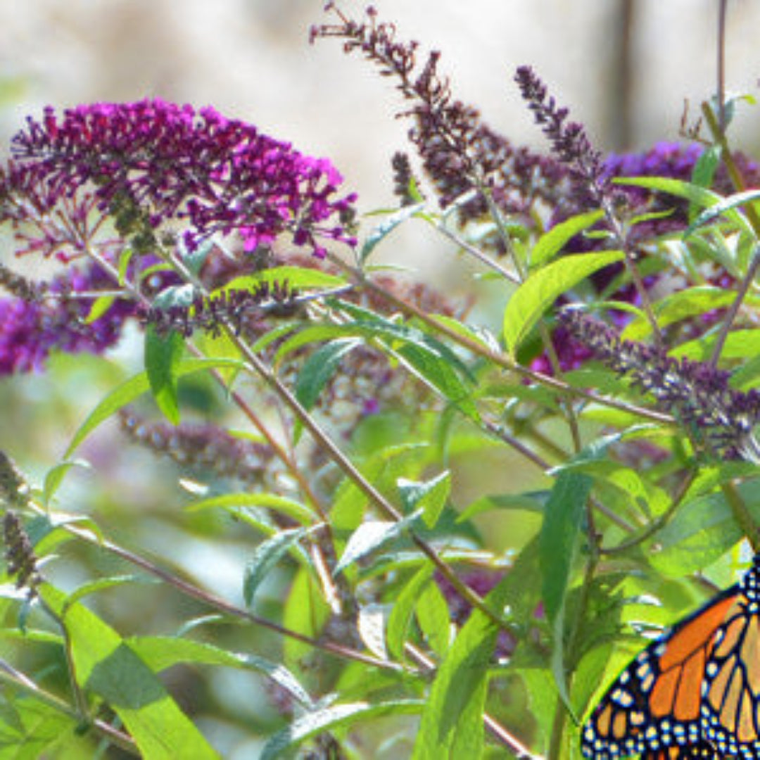 Attraction Butterfly Bush