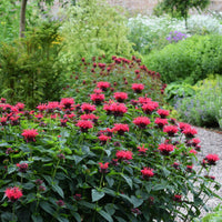 Monarda Sugar Buzz® 'Cherry Pops