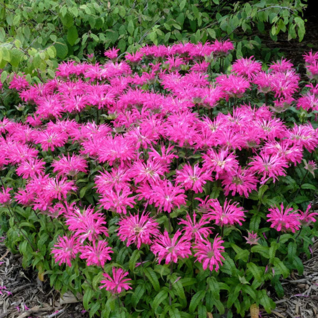 Monarda Sugar Buzz Bubblegum Blast