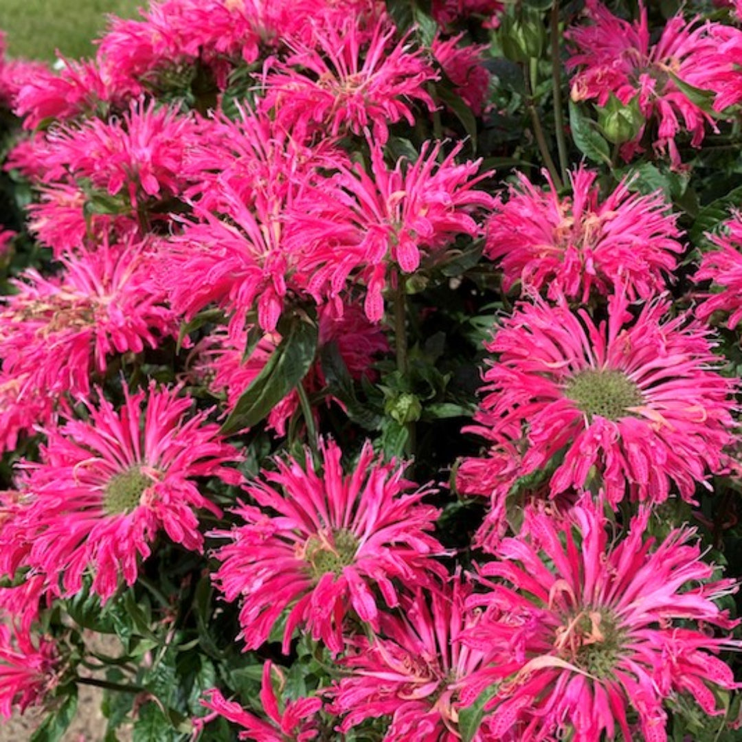 Monarda Sugar Buzz &