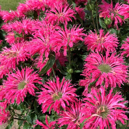 Monarda Sugar Buzz &