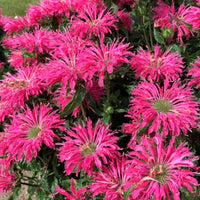Monarda Sugar Buzz 'Electric Neon Pink' Beebalm - [EG]