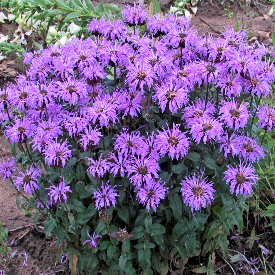 Monarda Sugar Buzz &