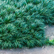 Ophiopogon Japonicus 'Nana' Dwarf Mondo Grass - [CG]
