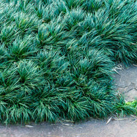 Healthy Dwarf Mondo Grass leaves and clumps
