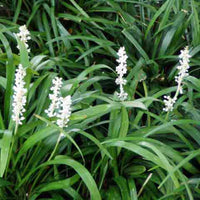 Liriope Muscari Monroes White blooming white flowers
