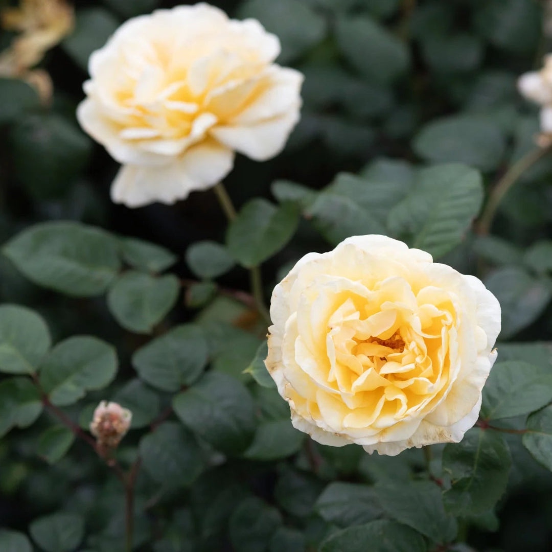 Moonlight Romantica Rose