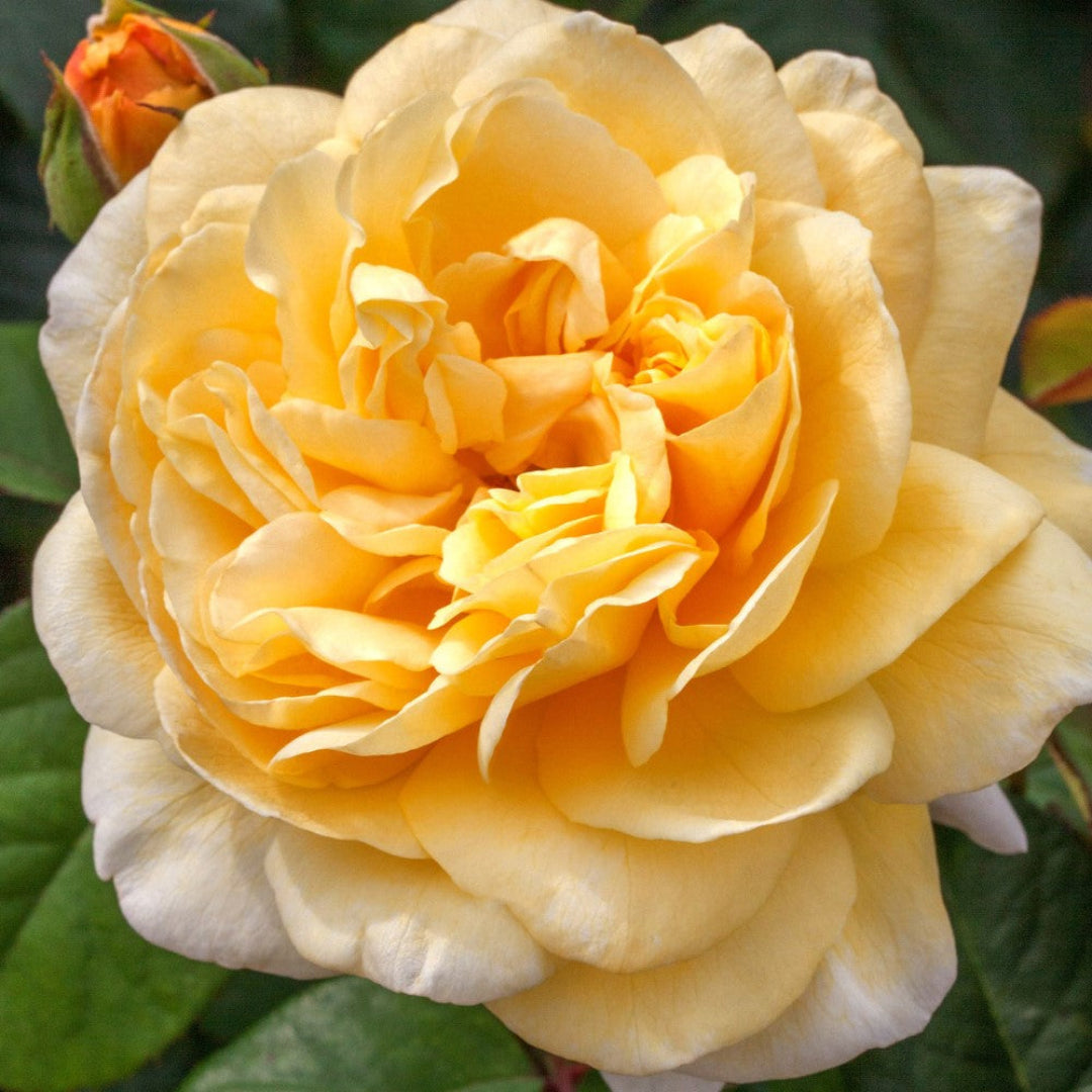 Moonlight Romantica Rose