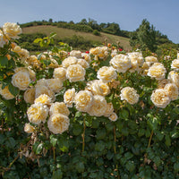 Moonlight Romantica Rose