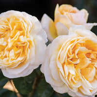 Moonlight Romantica Rose