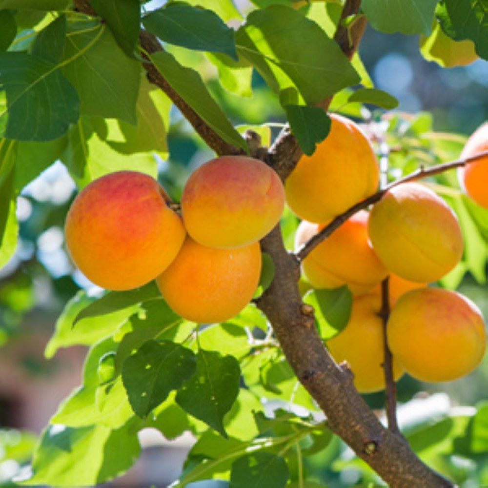 Moorpark Apricot Tree