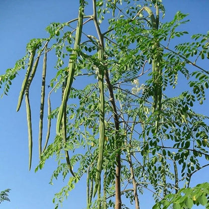 Moringa Plant