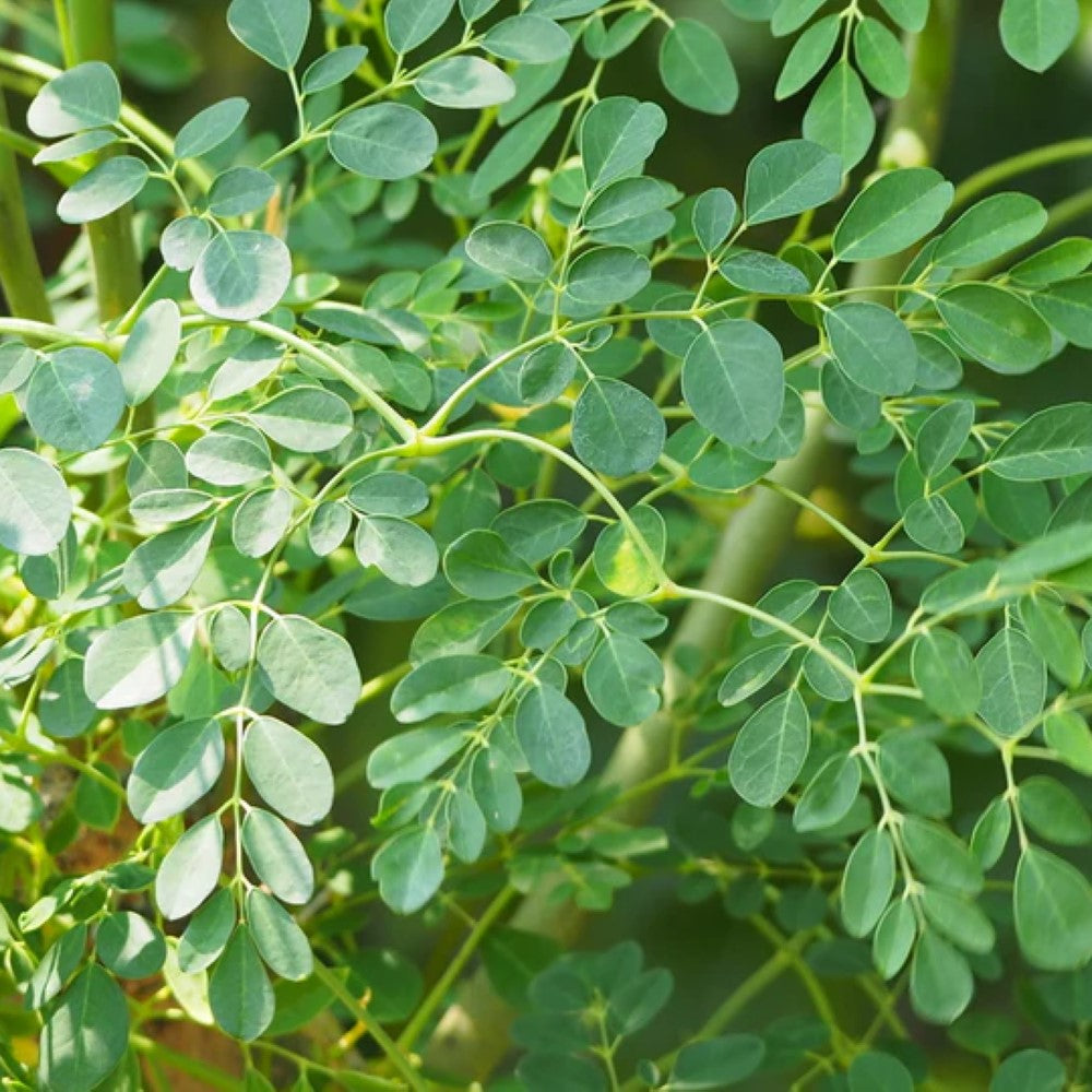 Moringa Plant