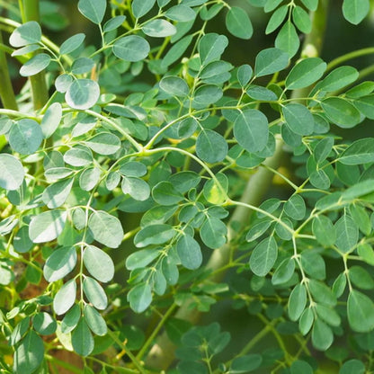 Moringa Plant