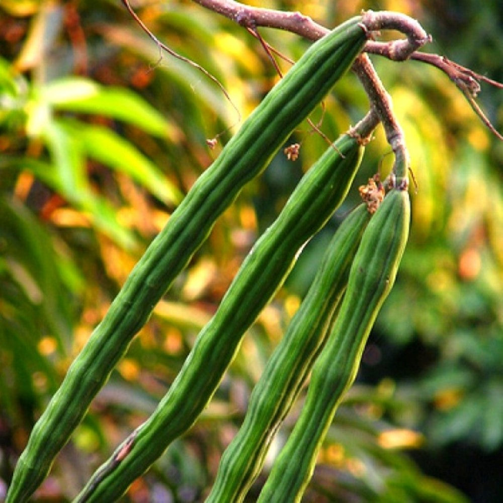 moringa seeds for planting near me Moringa Plant for Sale