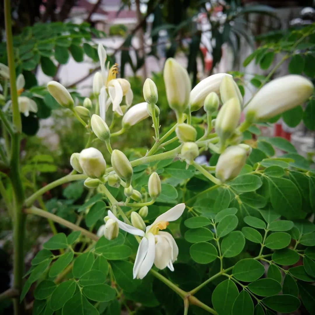 best fertilizer for drumstick plant Drumstick Tree