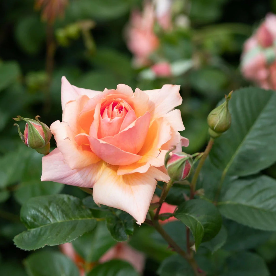 Soft Peach Grandiflora Rose