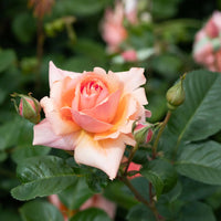 Soft Peach Grandiflora Rose