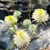 Mount Airy Fothergilla