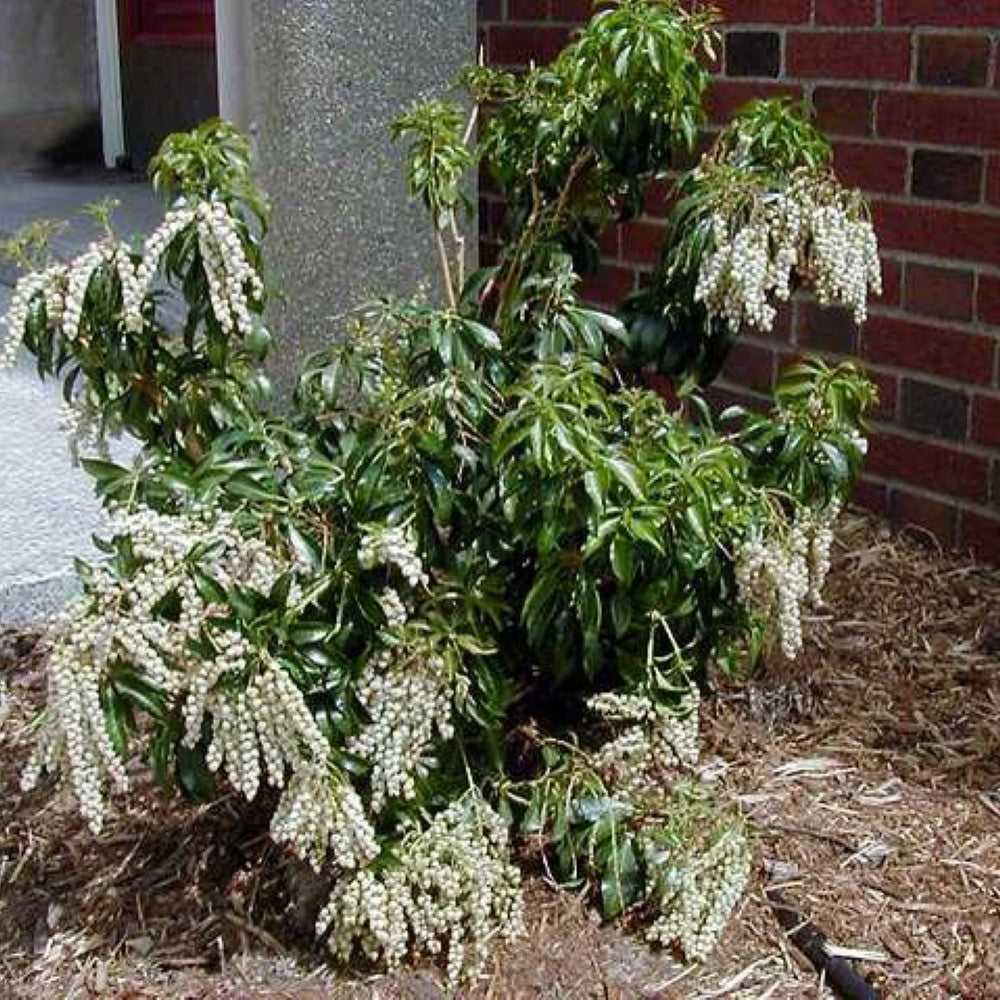Pieris japonica &