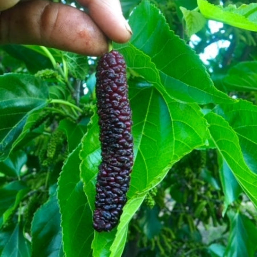 Pakistan Mulberry Tree