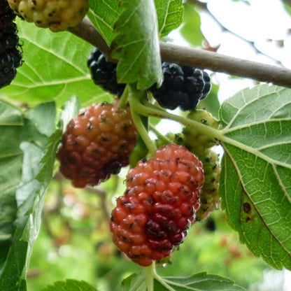 Mulberry Tree-Easy-To-Grow