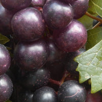Creek Muscadine Grape Vine