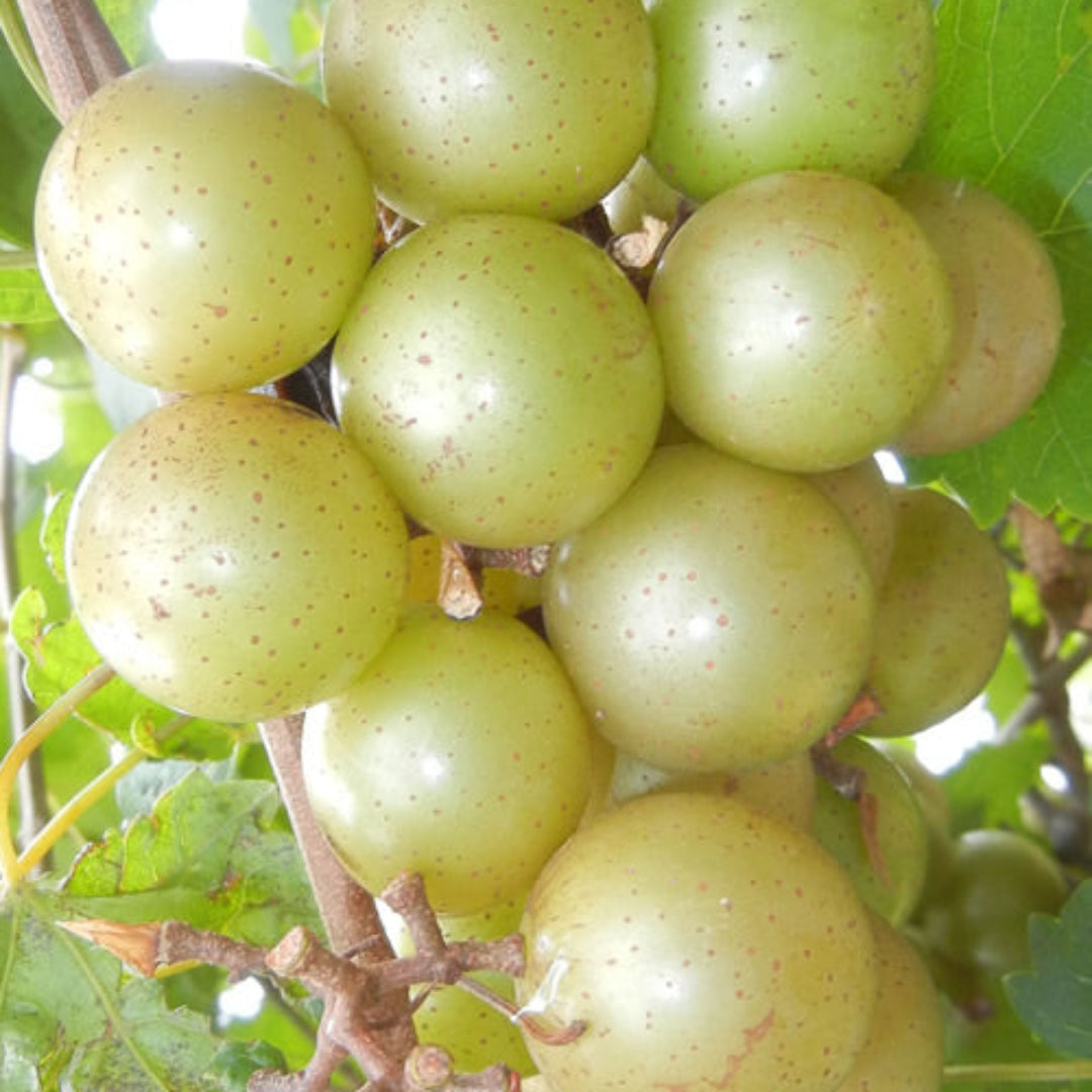 Doreen Muscadine Grape