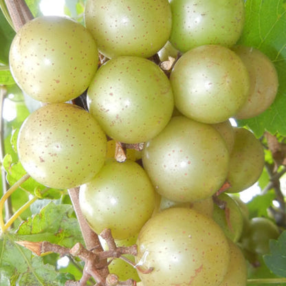 Doreen Muscadine Grape
