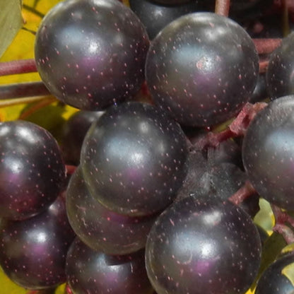 Nesbitt Muscadine Grape Vine