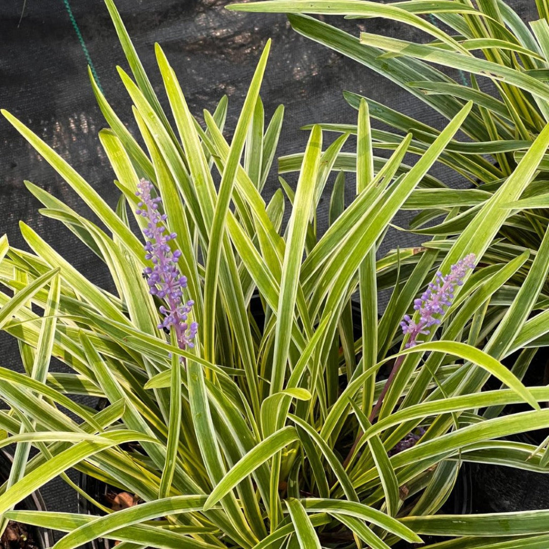 lily turf plant indoor Variegated Muscari Liriope - Lilyturf - Sun/Shade
