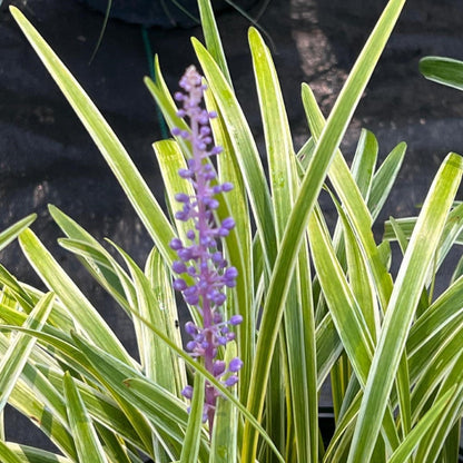 lavender variegated liriope plant Variegated Muscari Liriope - Lilyturf - Sun/Shade