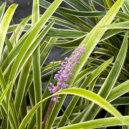 Evergreen Liriope Muscari border plant