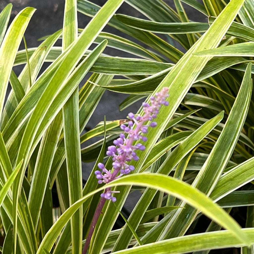 Liriope Muscari 'Variegata' Lily Turf