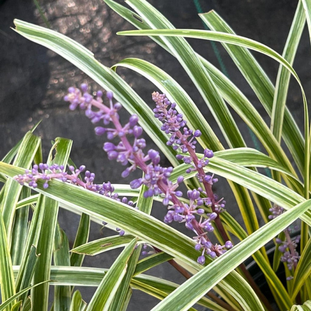 lavender variegated liriope plant Variegated Muscari Liriope - Lilyturf - Sun/Shade